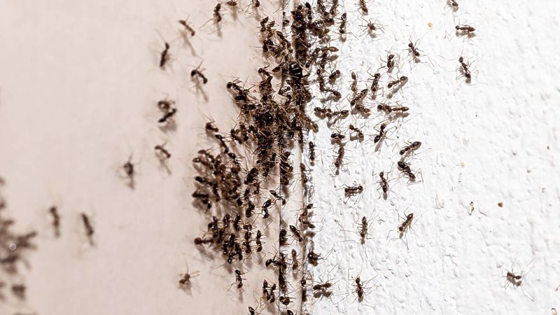 Como se livrar de formigas na sua cozinha sem produtos químicos perigosos