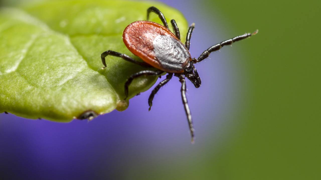 Diga adeus aos carrapatos com soluções naturais e aromáticas para o seu gramado e seus canteiros
