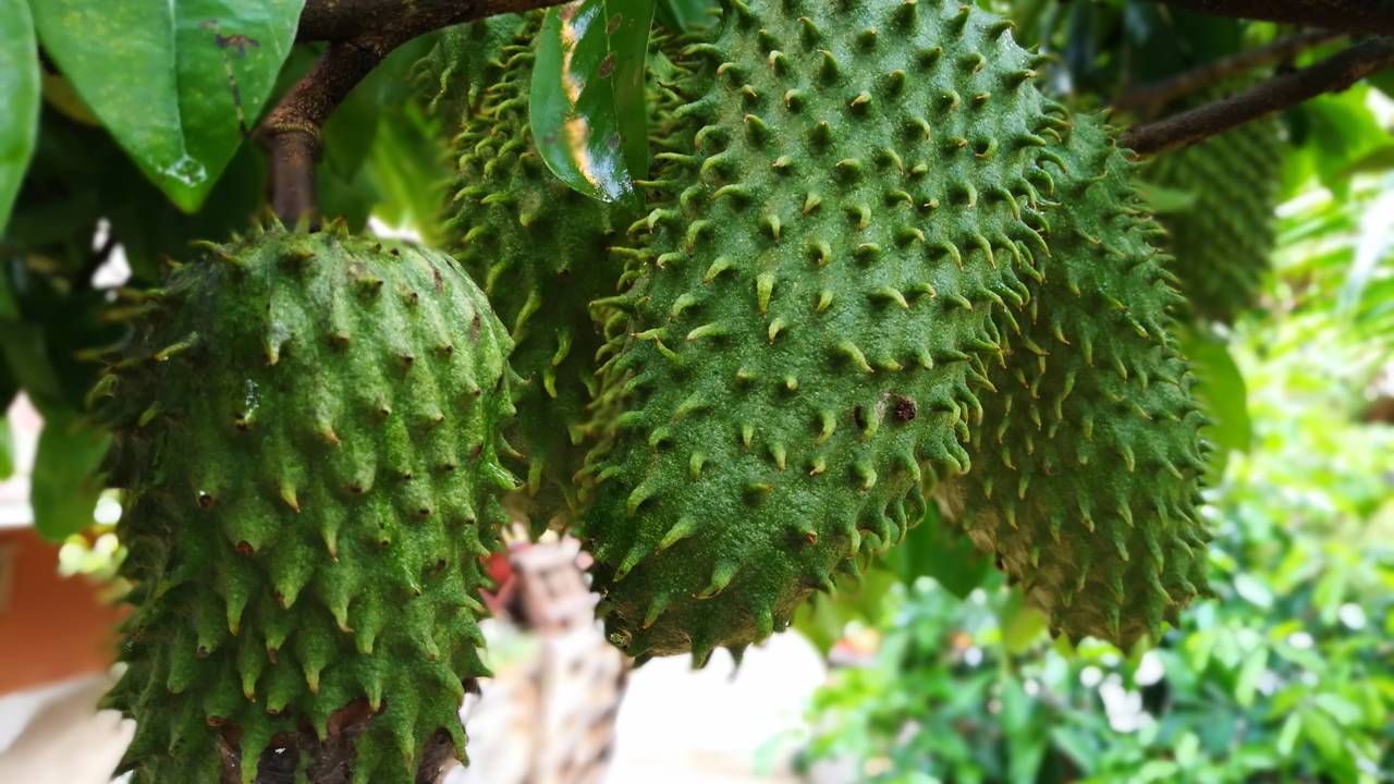 Do plantio à colheita: aprenda a cuidar da sua gravioleira para ela crescer forte e saudável