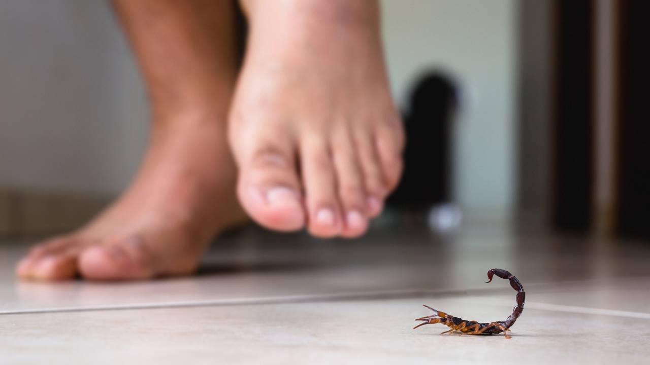 Escorpiões no verão: entenda por que as chuvas empurram esses animais para dentro da sua casa