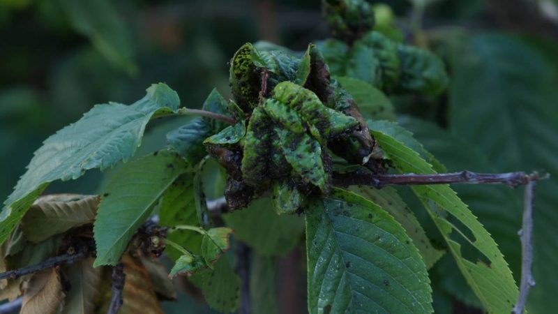 Folhas enroladas e plantas pegajosas? Saiba como identificar e eliminar o ataque de pulgões hoje