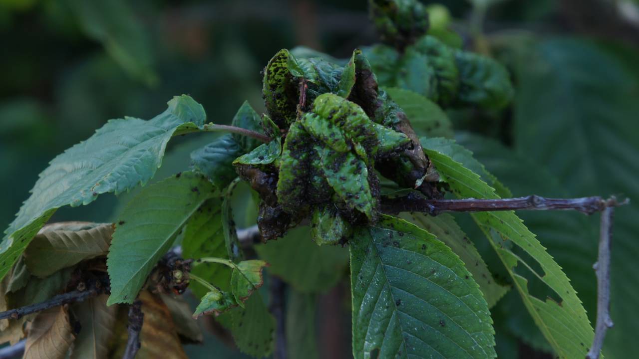 Folhas enroladas e plantas pegajosas? Saiba como identificar e eliminar o ataque de pulgões hoje