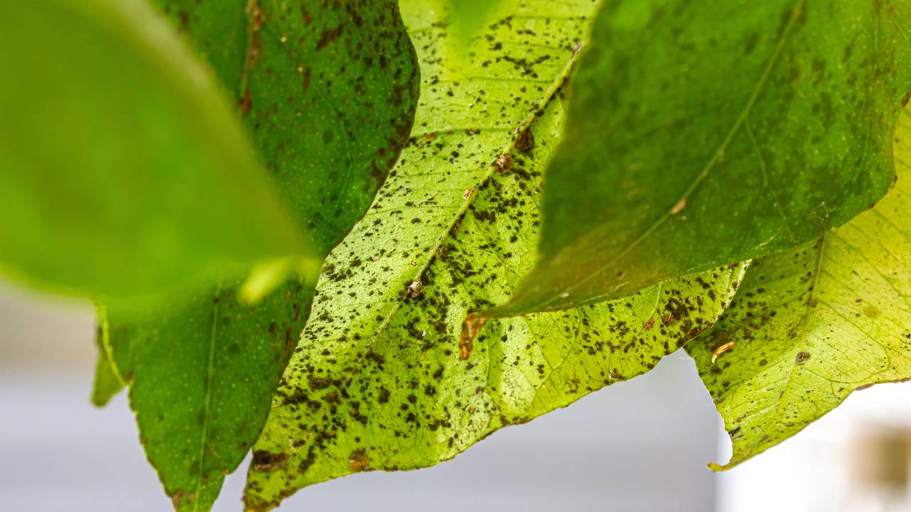 Folhas secando nas pontas? Saiba como os ácaros agem no verão seco e o que fazer para salvar seu cultivo