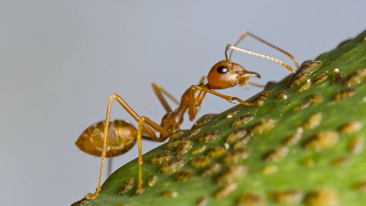 Formigas no jardim ou na pia? Conheça os repelentes naturais que não oferecem riscos aos seus pets
