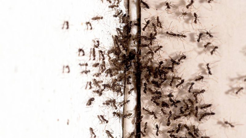 Formigas nos dias quentes? Teste este método com vodca para proteger seus armários e rodapés