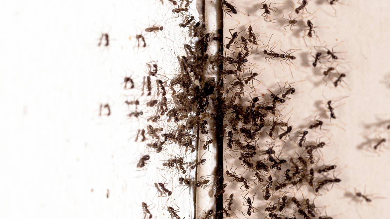 Formigas nos dias quentes? Teste este método com vodca para proteger seus armários e rodapés