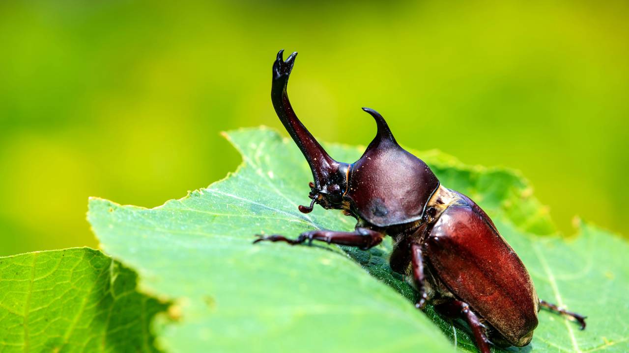 Invasão de cascudos? Saiba por que esses besouros aparecem no verão e como proteger seu jardim