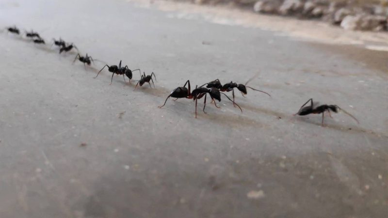 Invasão de formigas após a chuva? Aprenda a usar giz e hortelã para bloquear a trilha na pia