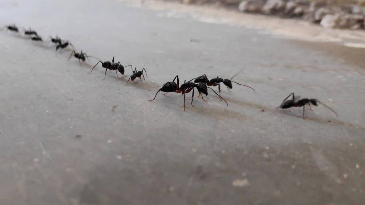 Invasão de formigas após a chuva? Aprenda a usar giz e hortelã para bloquear a trilha na pia
