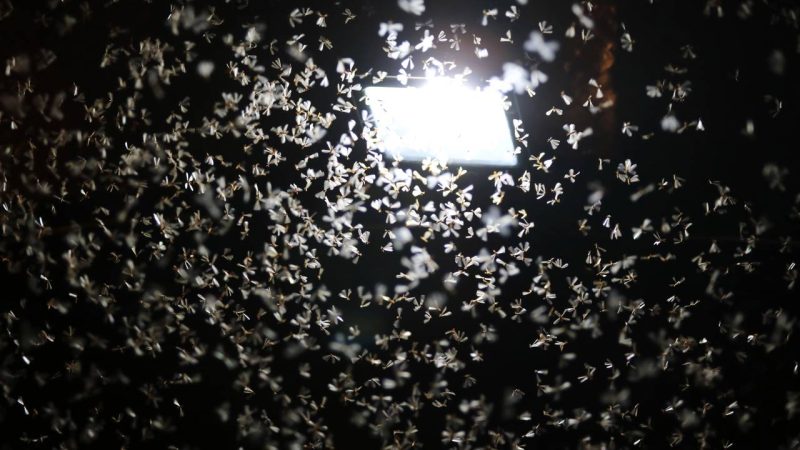 Luz branca ou amarela? Veja qual iluminação afasta os insetos e melhora seu conforto