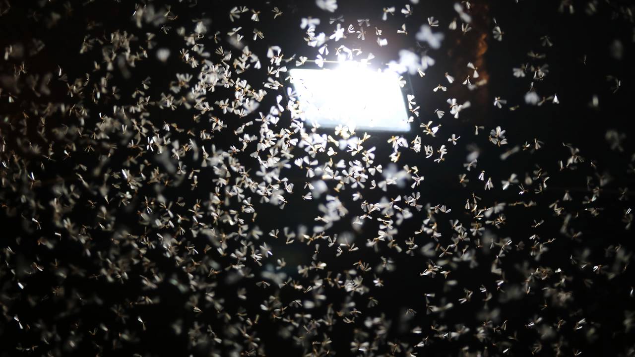 Luz branca ou amarela? Veja qual iluminação afasta os insetos e melhora seu conforto