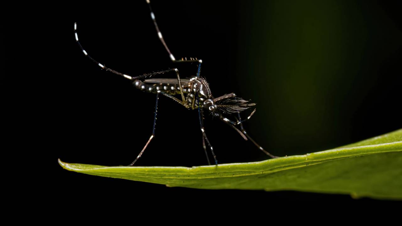 Mantenha sua casa protegida das chuvas de fevereiro usando borra de café nos seus jardins e varandas