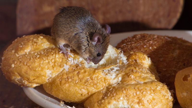Método caseiro usada como alternativa no controle contra ratos combina alimento em pó e material endurecedor