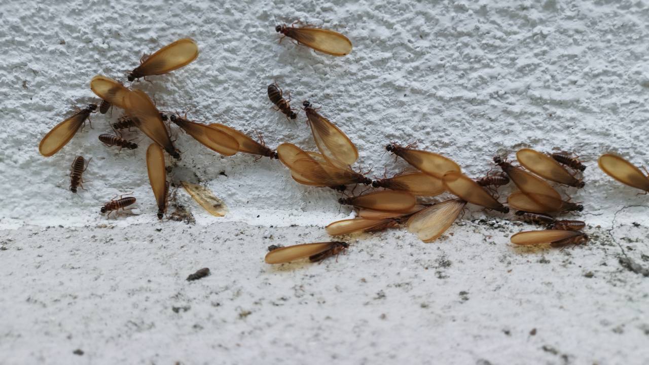Mudança de tempo? Prepare sua casa para evitar o surgimento repentino de pernilongos e moscas