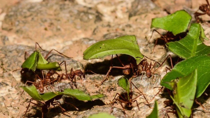 Mudas peladas na manhã seguinte? Como identificar o ataque de formigas cortadeiras