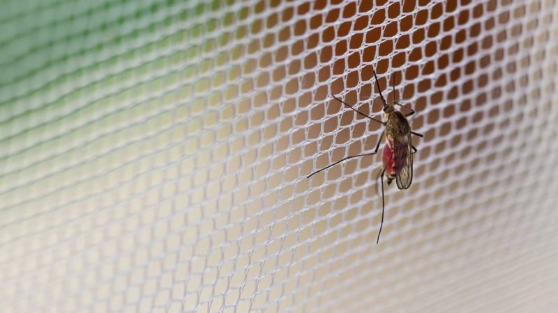 Muriçocas no fim de tarde? Entenda por que elas aparecem nesse horário e como eliminá-las