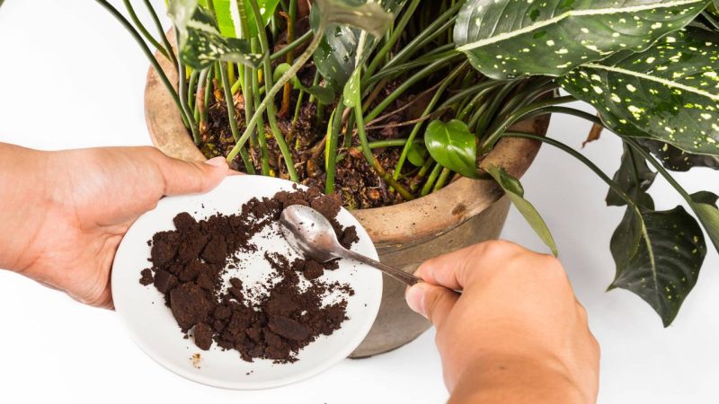 Não jogue o pó de café fora: veja como ele pode proteger suas plantas e afastar mosquitos