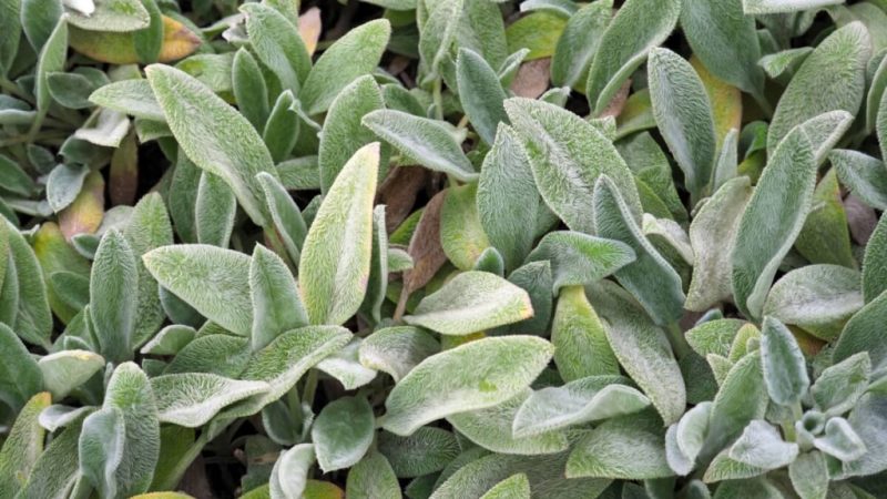 O que é peixinho-da-horta? Conheça a planta comestível que tem gosto peixe