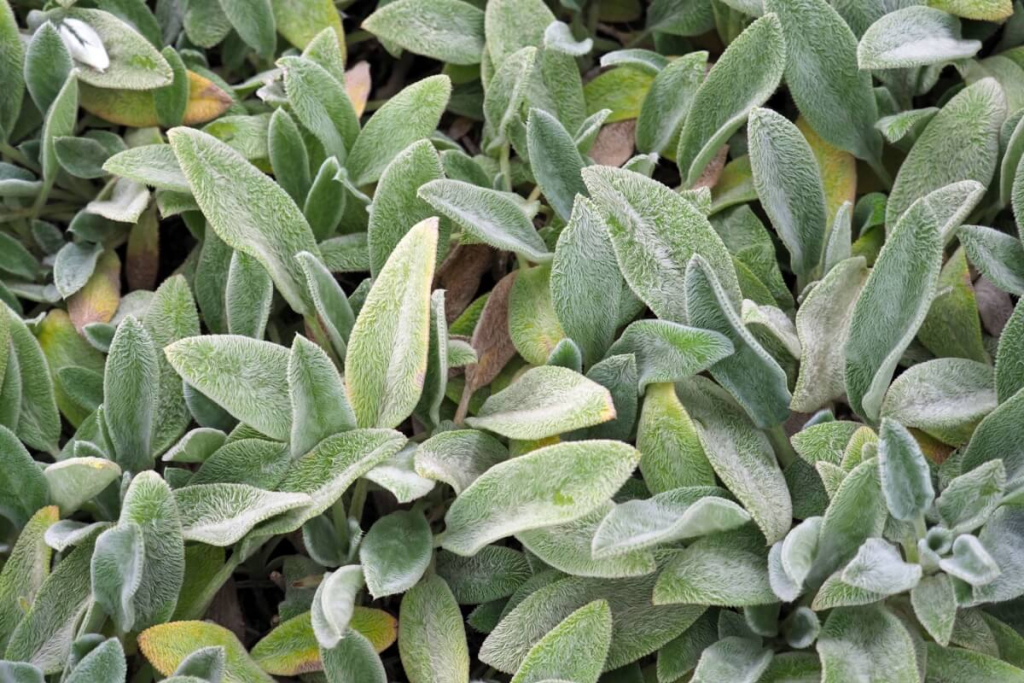 O que é peixinho-da-horta? Conheça a planta comestível que tem gosto peixe