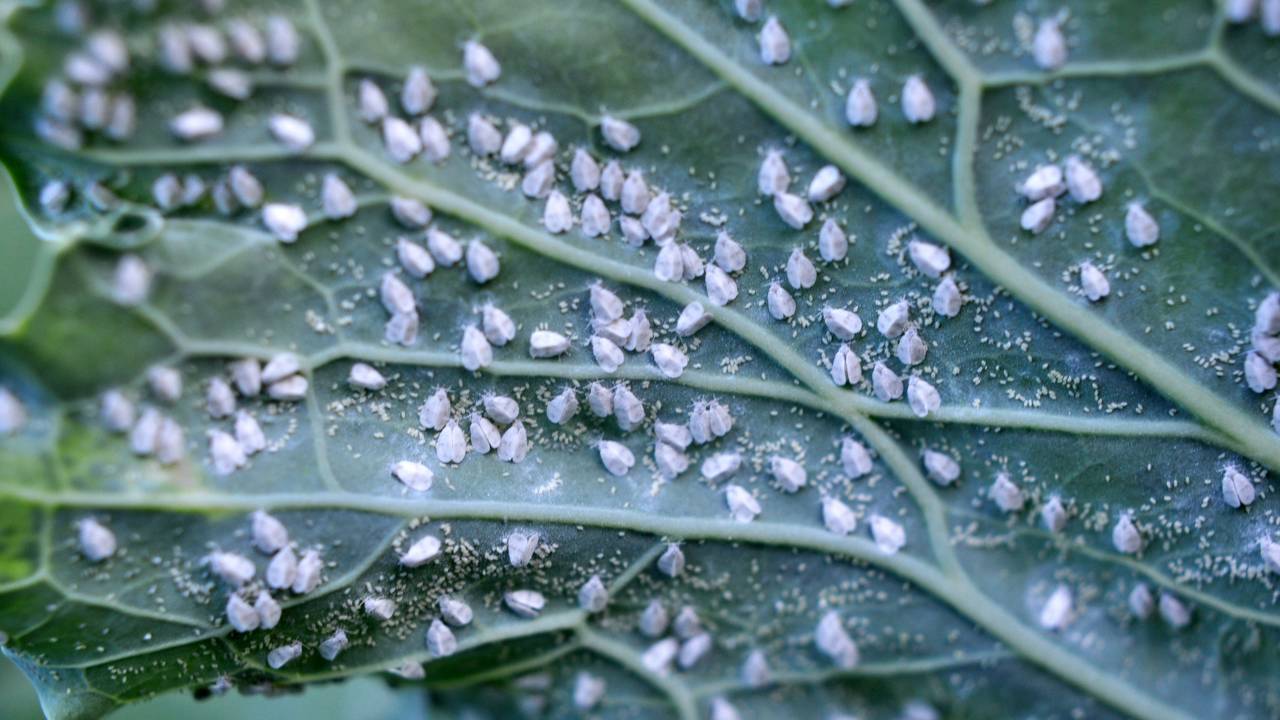 O que o clima abafado do fim do verão faz com sua horta sem você perceber