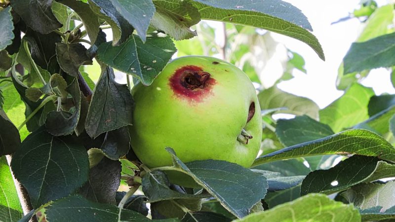 O truque para identificar a lagarta-rosca antes que ela devaste todas as suas mudas do jardim