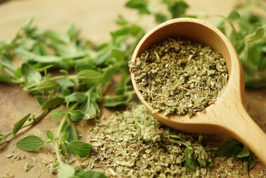 Orégano: benefícios da erva aromática e dicas para cultivar em casa