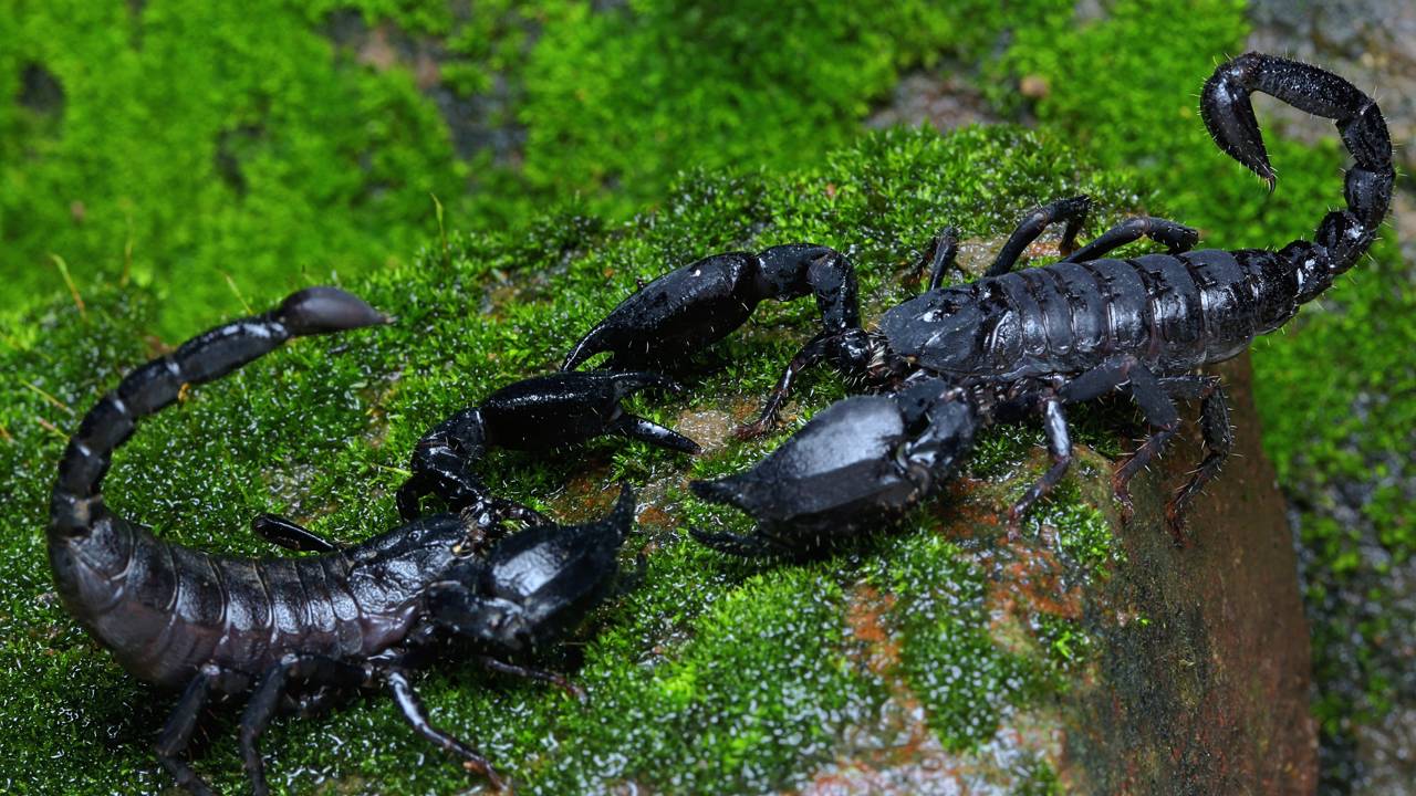 Perigo silencioso: os hábitos comuns que transformam seu quintal no esconderijo ideal de escorpiões