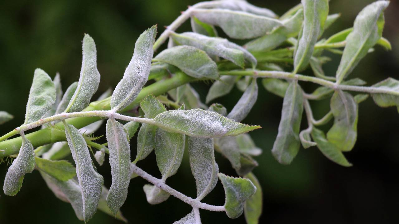 Por que o sol forte após a chuva faz surgir o fungo branco? Entenda o ciclo do oídio no jardim