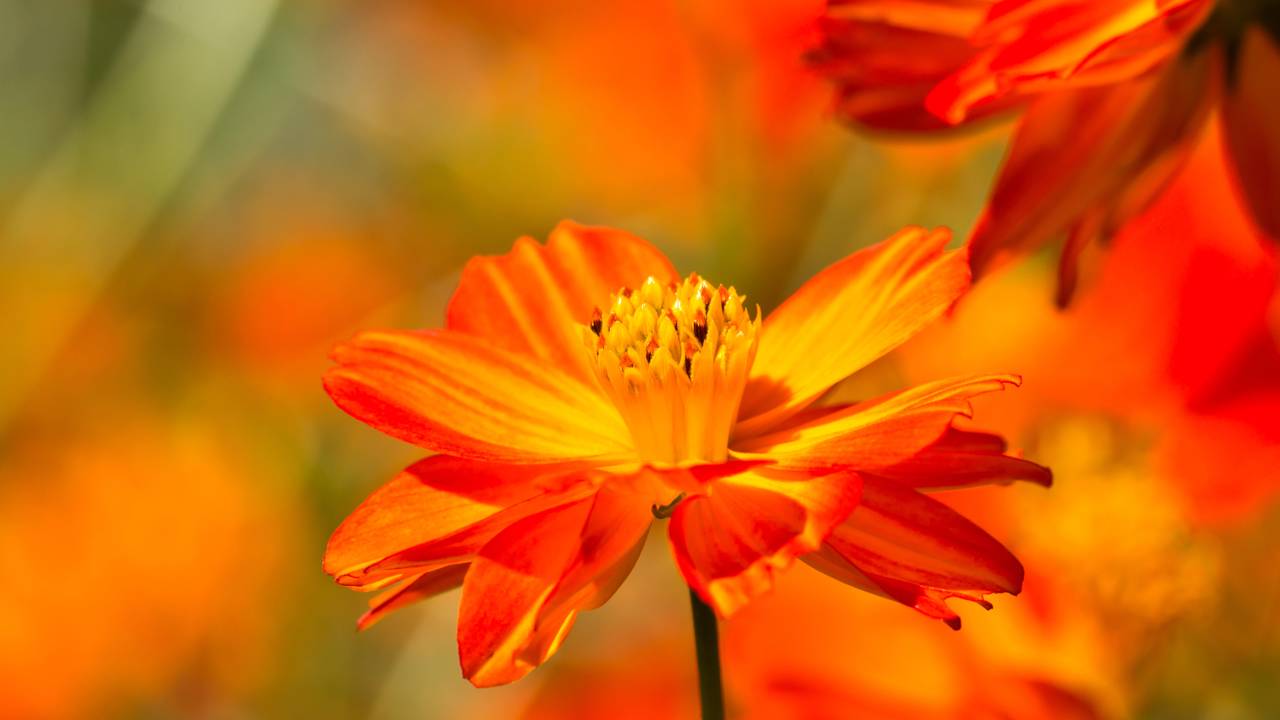 Quer um jardim de revista sem gastar muito? Aposte no cosmos laranja para colorir seus canteiros