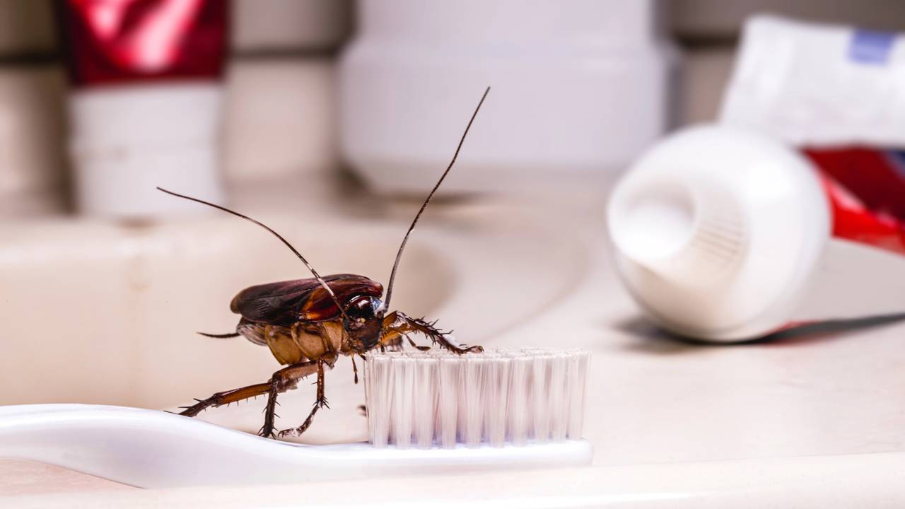 Ralos limpos, casa segura: como fazer a prevenção simples contra a infestação de baratas