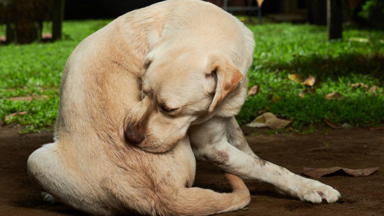 Xô, pulgas no verão: monte uma rotina de limpeza para manter sofá e tapetes livres de parasitas