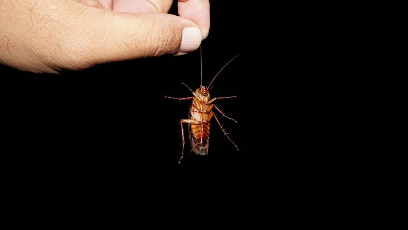 A mistura que elimina baratas e limpa os esconderijos da sua cozinha