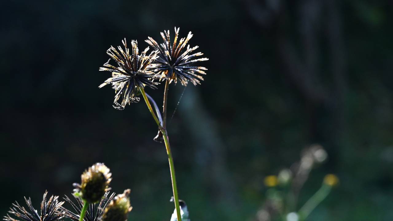 A planta que gruda na roupa e rouba os nutrientes das suas flores sem você perceber o estrago