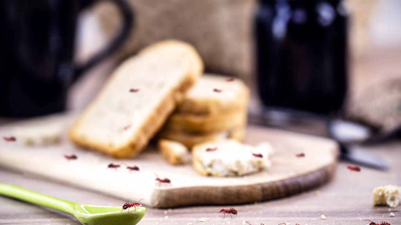 A técnica simples da casca de limão para proteger o lixo e a fruteira da visita de formigas