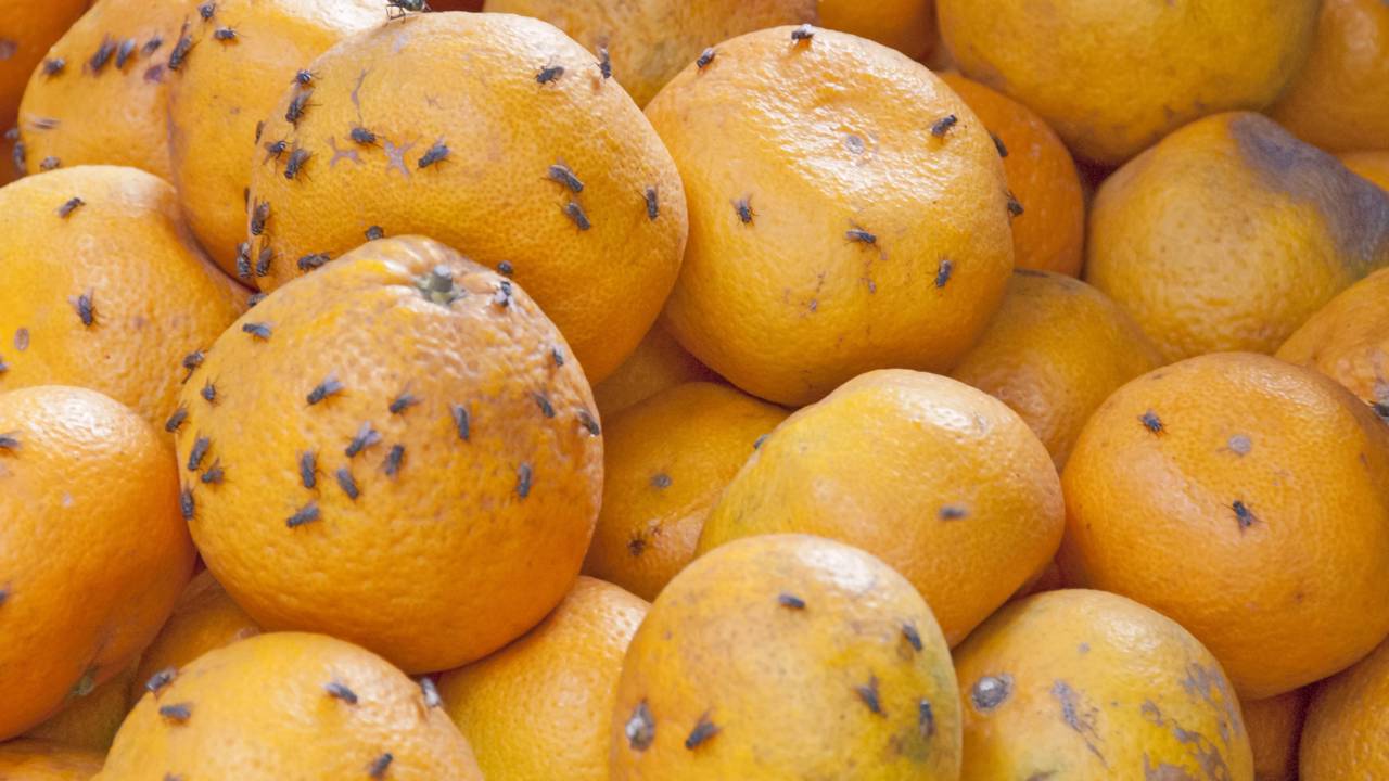Adeus mosquitos de fruta, armadilha caseira para eliminar essas pragas