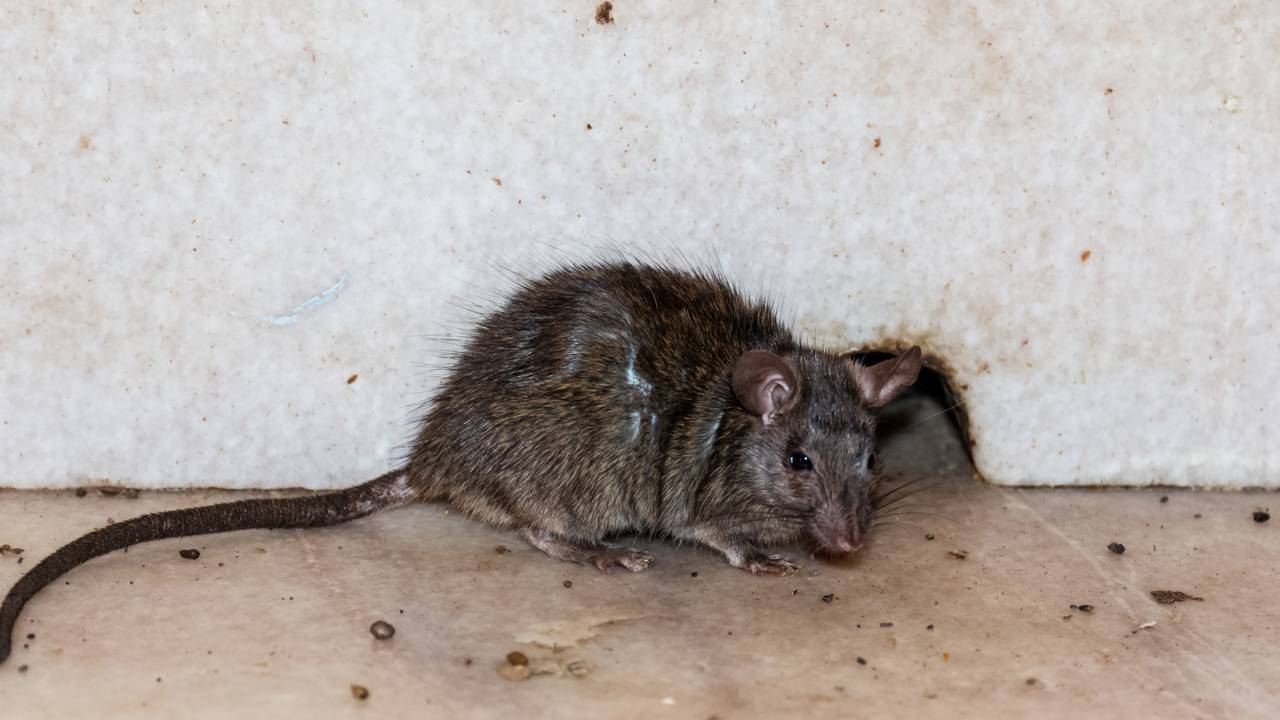 As aromas que os ratos detestam e como espalhar esses odores nos pontos estratégicos da casa