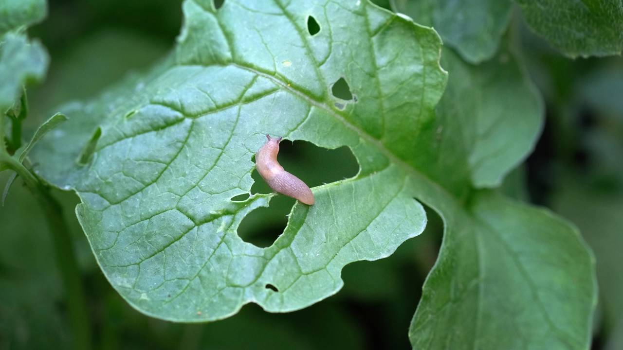 As folhas apareceram cheias de furos? O motivo pode estar escondido na terra úmida do seu jardim