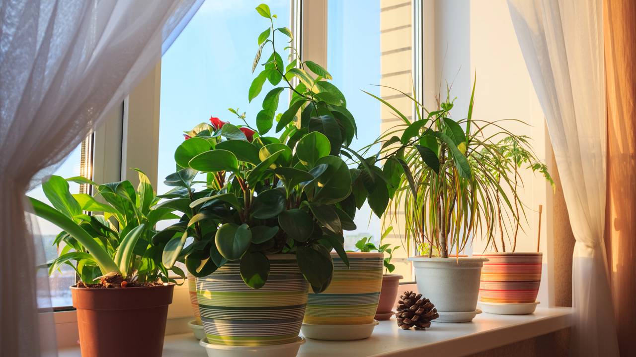 As plantas que as formigas odeiam e que você deveria plantar para proteger sua horta