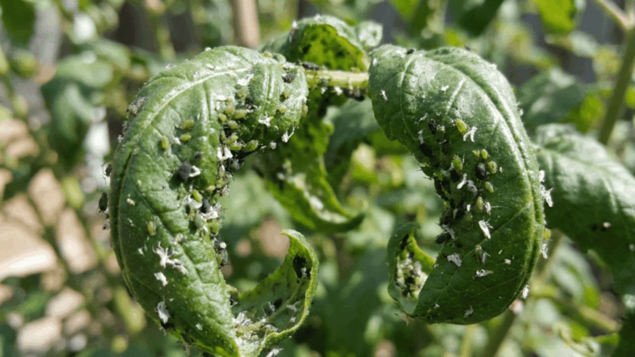 As pragas mais comuns que destroem plantas e como combater