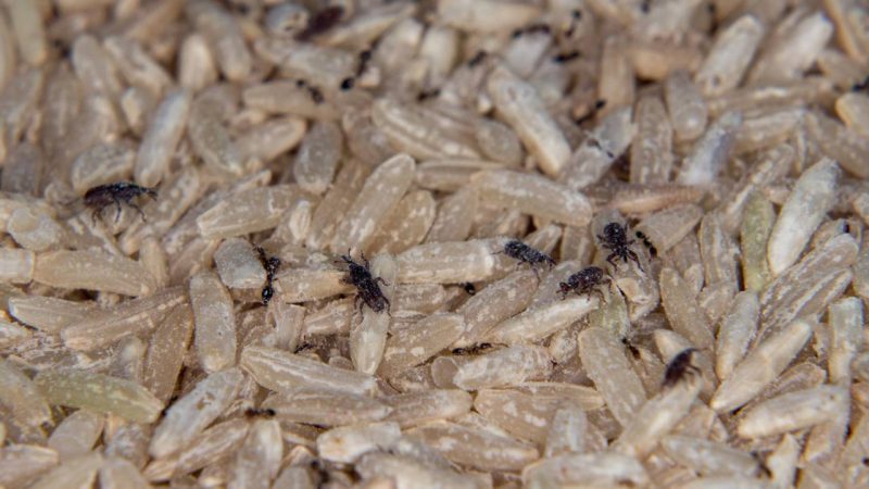 Bichinhos no arroz? Saiba como o caruncho invade sua despensa e o que fazer para eliminá-lo