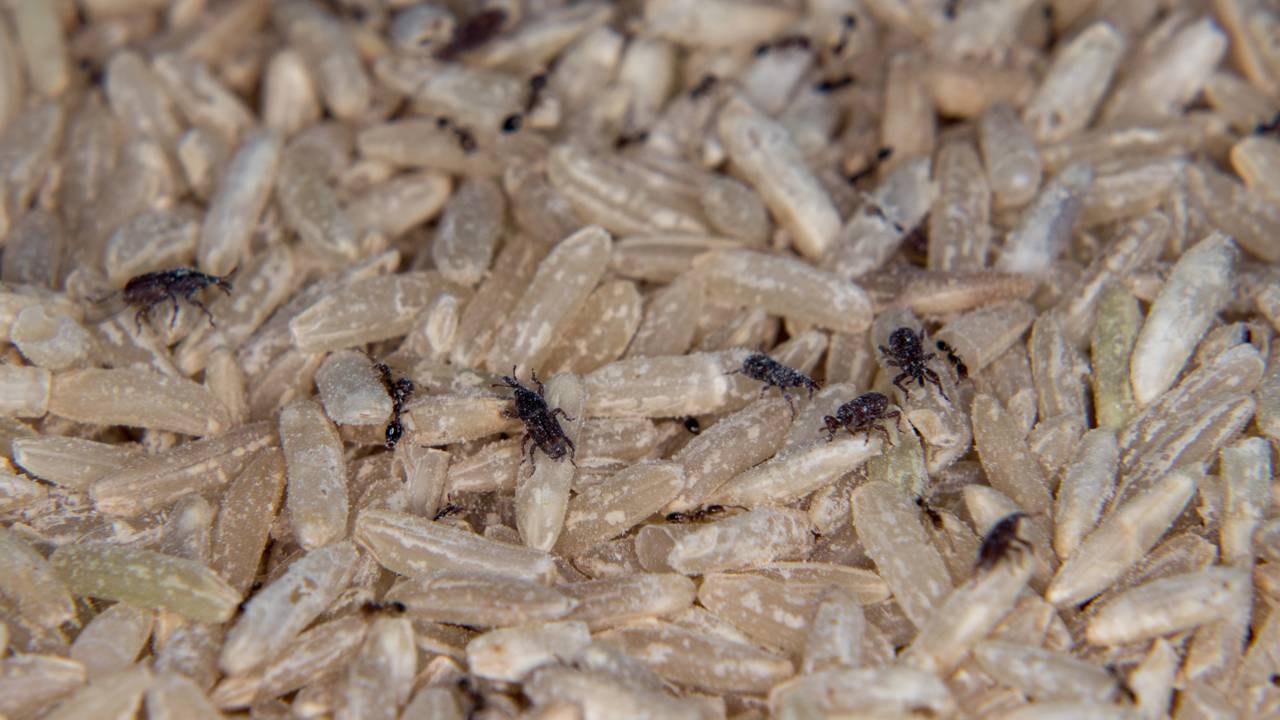 Bichinhos no arroz? Saiba como o caruncho invade sua despensa e o que fazer para eliminá-lo
