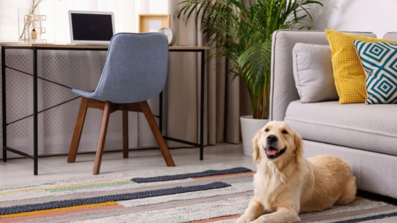 Decoração pet friendly: 5 cuidados para garantir a segurança do seu animal