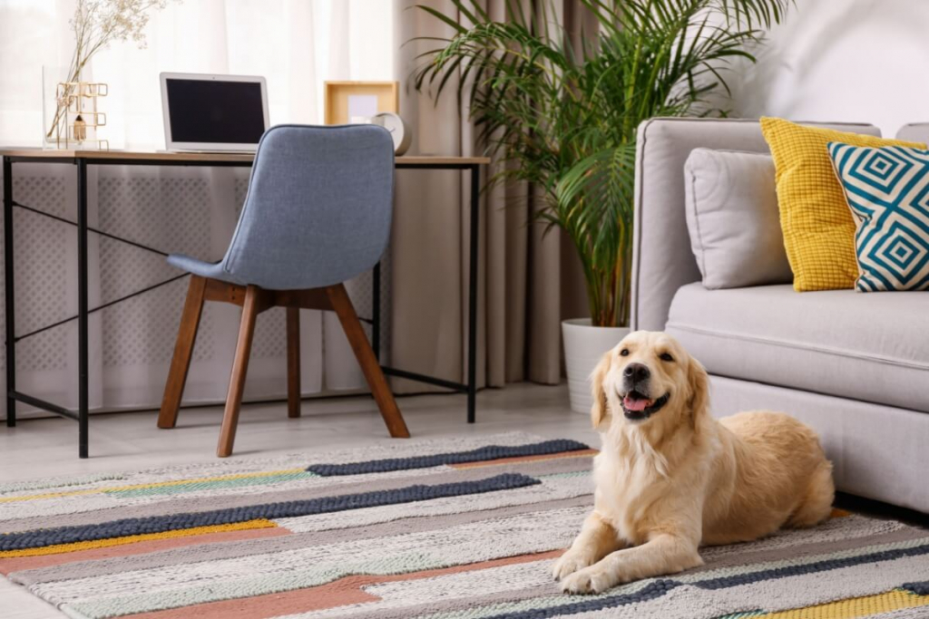 Decoração pet friendly: 5 cuidados para garantir a segurança do seu animal