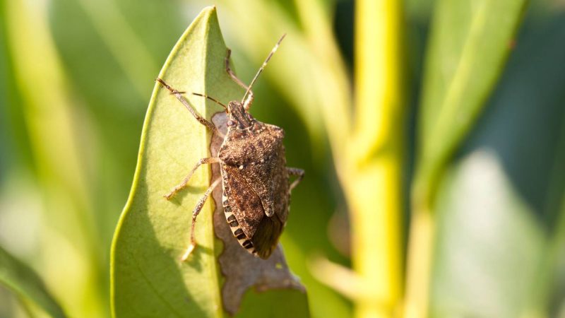Esconderijos favoritos de percevejos e como blindar sua sala contra invasão