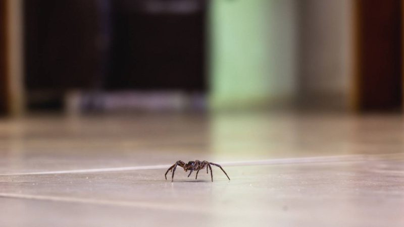 Invasão de aranhas em dias de chuva? Entenda por que elas buscam abrigo na sua casa
