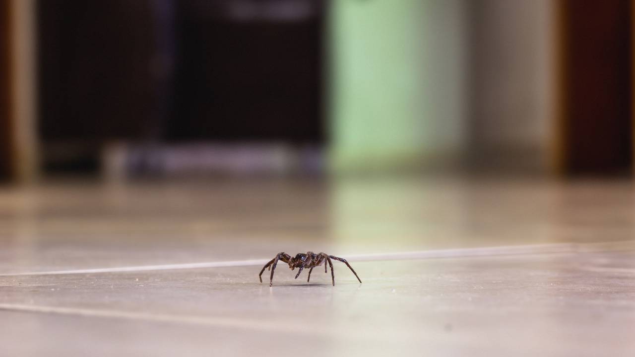 Invasão de aranhas em dias de chuva? Entenda por que elas buscam abrigo na sua casa