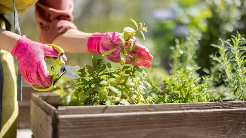 Jardim perfumado e sem formigas: conheça as plantas que funcionam como repelentes naturais
