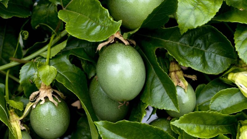 Maracujá-azedo ou doce? Escolha a planta ideal para o seu apartamento e comece a plantar hoje