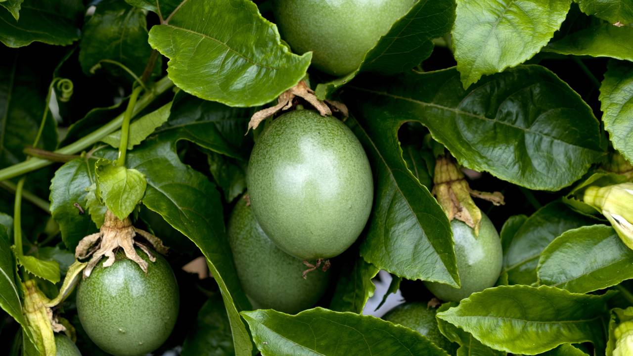 Maracujá-azedo ou doce? Escolha a planta ideal para o seu apartamento e comece a plantar hoje