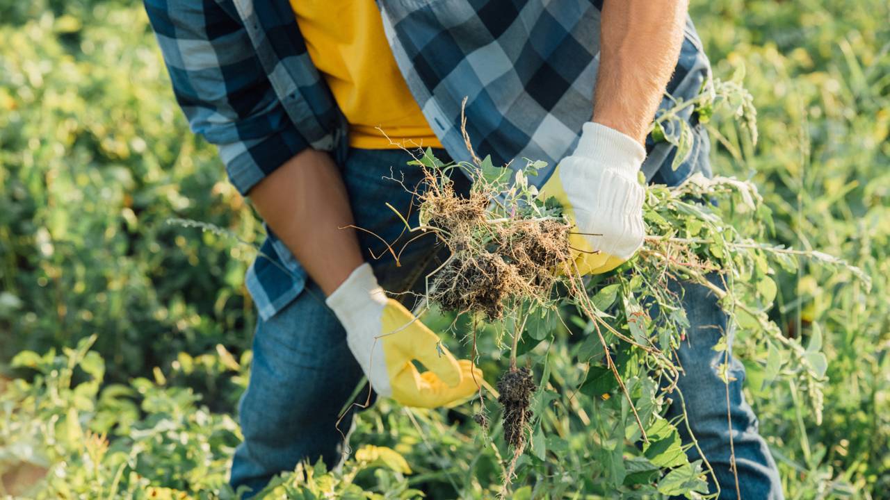 Nem todo mato é igual, como saber se aquela planta intrusa está matando seu jardim ou apenas de passagem